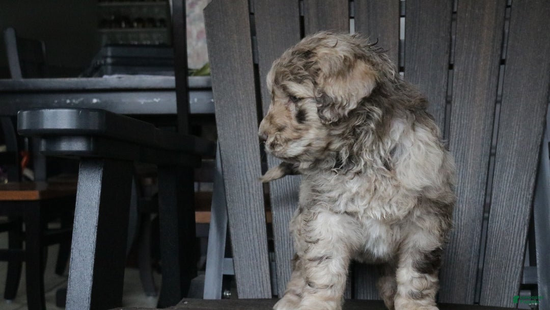 Newfypoo dogs for sale: Reni - Ad 7