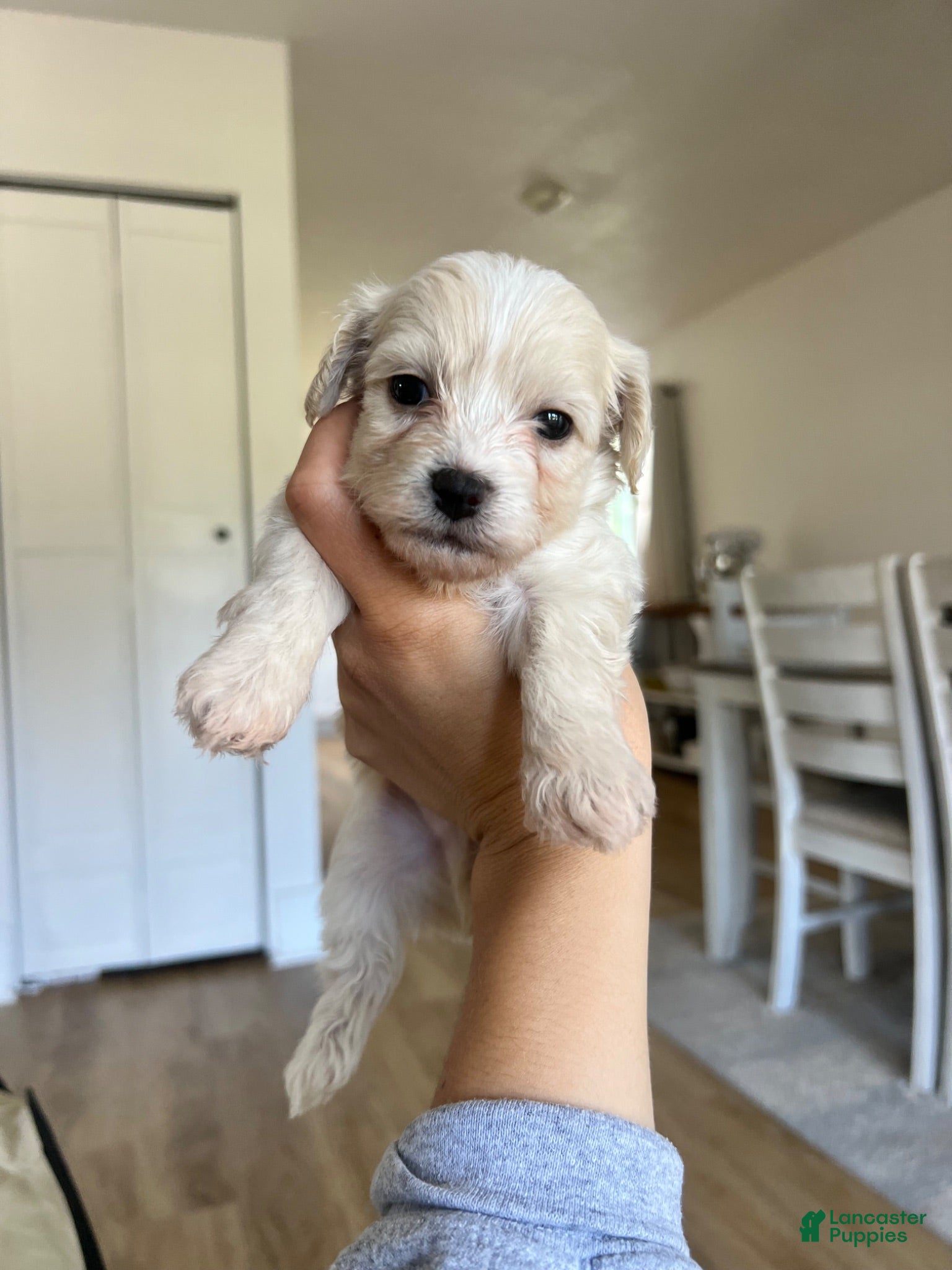 Maltipoo dogs Maltipoo 1 - Ad 1