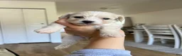 Maltipoo dogs for sale: Maltipoo 1 - Ad 1