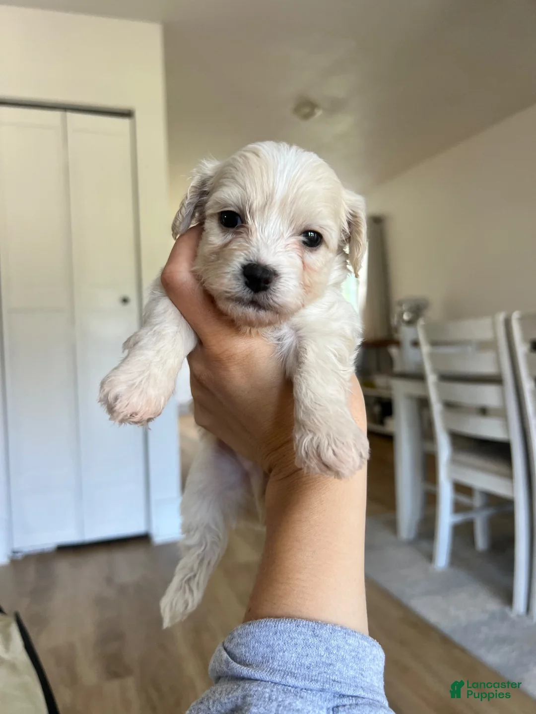 Maltipoo dogs for sale: Maltipoo 1 - Ad 1