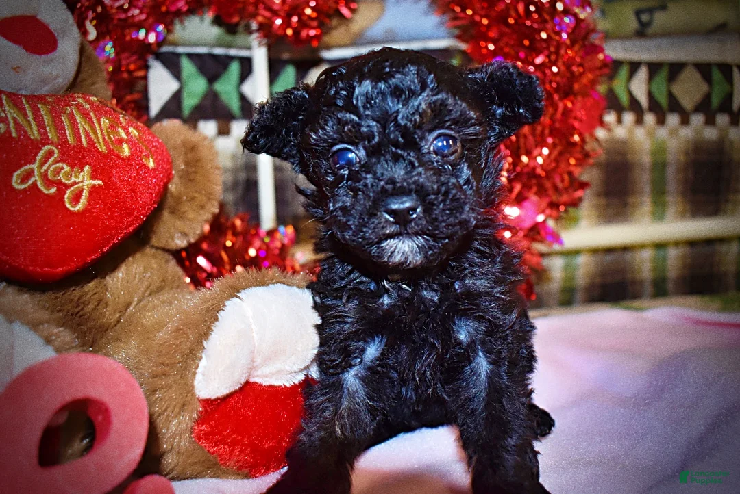 Toy Poodle dogs for sale: Kissy - Ad 1
