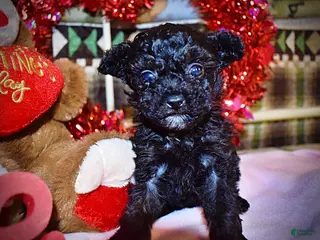 Toy Poodle dogs Kissy - Ad 3