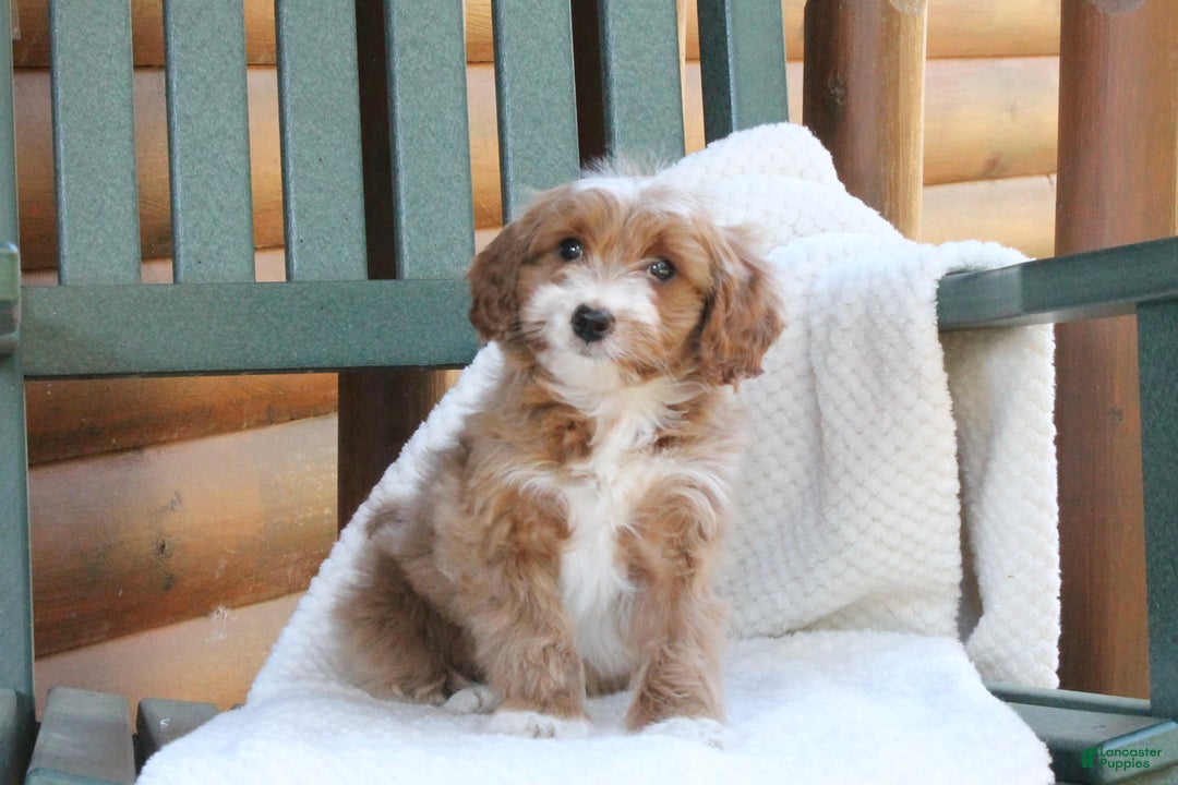 Mini Goldendoodle dogs for sale: Honey - Ad 2