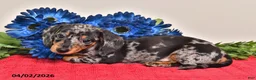 Miniature Dachshund dogs for sale: Fiona - Ad 4