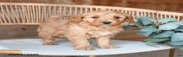 Mini Bernedoodle dogs for sale: Minnie - Ad 3