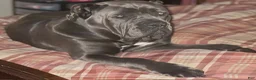 Cane Corso dogs for sale: Nyx - Ad 4