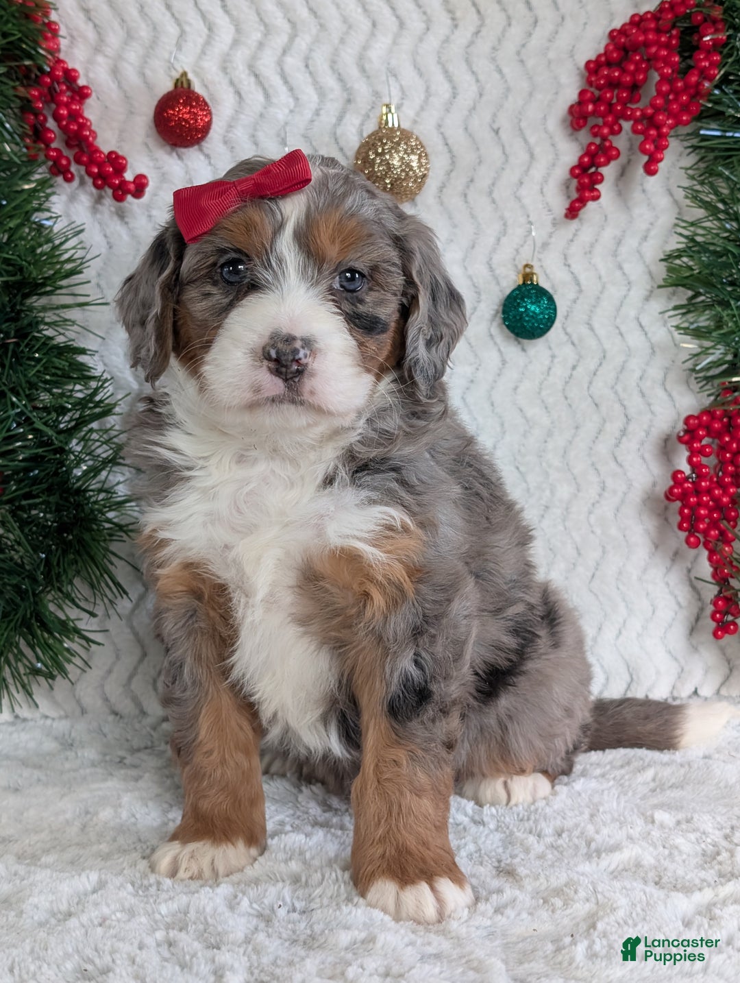 Mini Bernedoodle dogs for sale: Mini Darcy  - Ad 4