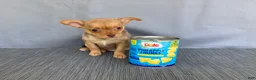 Chihuahua dogs for sale: Ruby - Ad 13