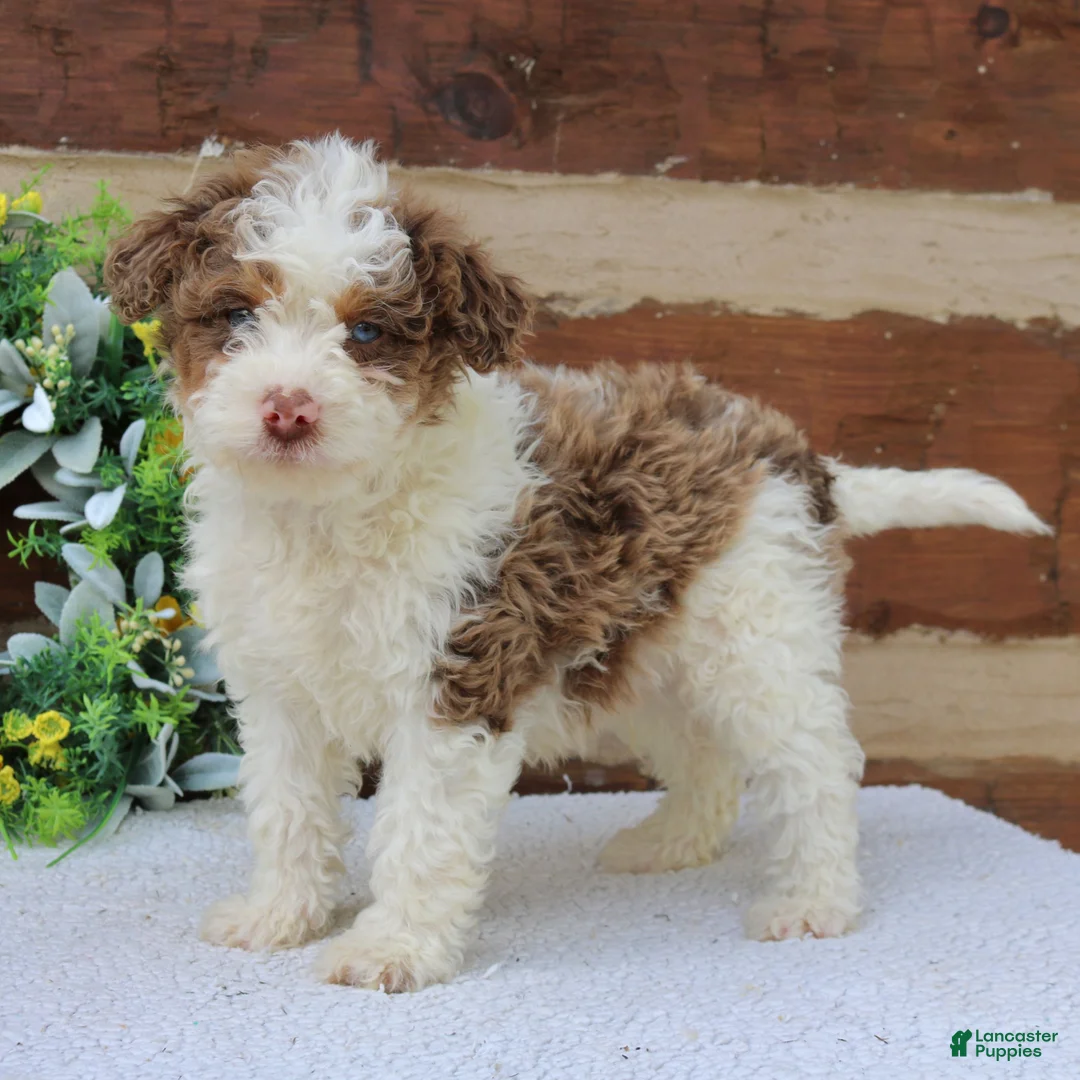 Mini Bernedoodle dogs for sale: Max  - Ad 1