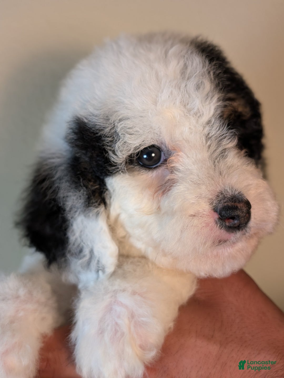 Mixed Breed dogs for sale: MAKI - Ad 9