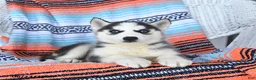 Siberian Husky dogs for sale: Shiloh - Ad 3