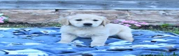 Golden Retriever dogs for sale: Blossom - Ad 1