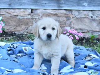Golden Retriever dogs for sale: Blossom - Ad 1