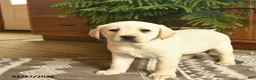 Labrador Retriever dogs for sale: Glitter  - Ad 2