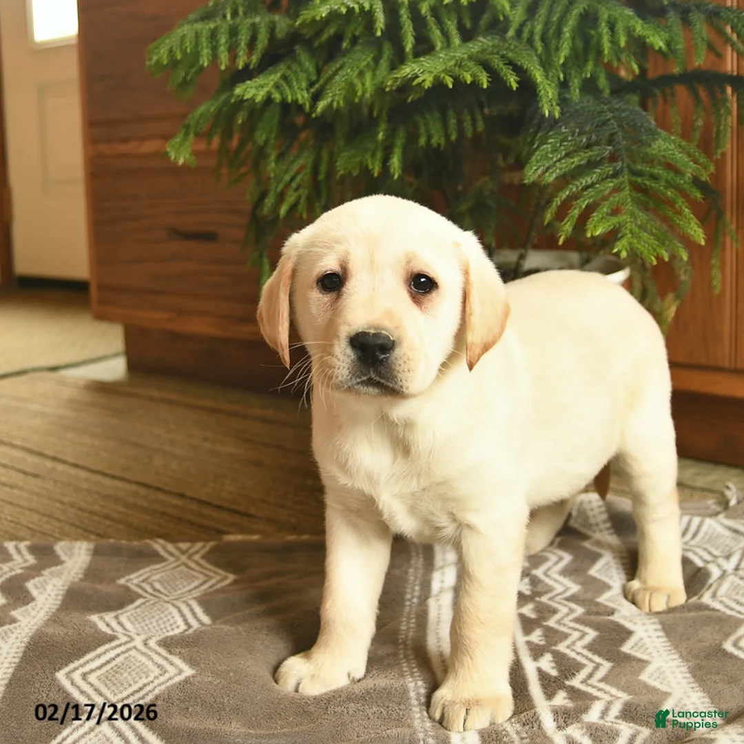 Labrador Retriever dogs for sale: Glitter  - Ad 2