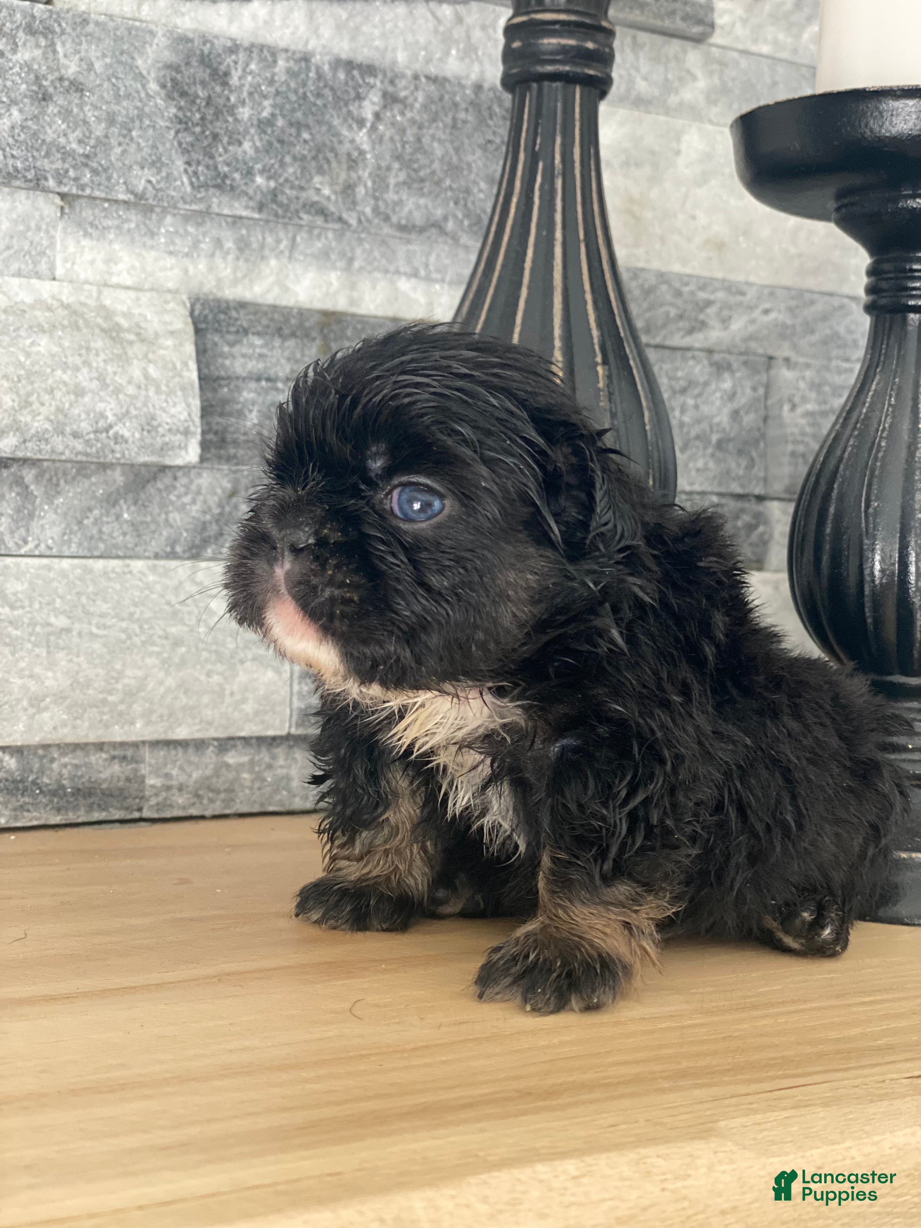 French Bulldog dogs Forrest - Ad 7