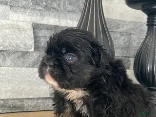 French Bulldog dogs Forrest - Ad 7