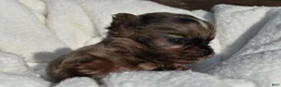 Chihuahua dogs for sale: isaac - Ad 3