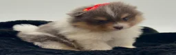Pomeranian dogs for sale: AKC Judy - Ad 2