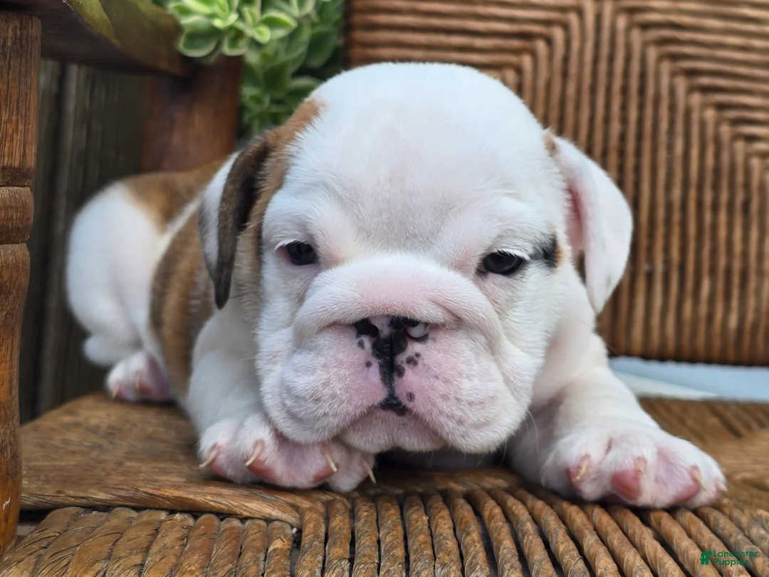 English Bulldog dogs for sale: Boba - Ad 2