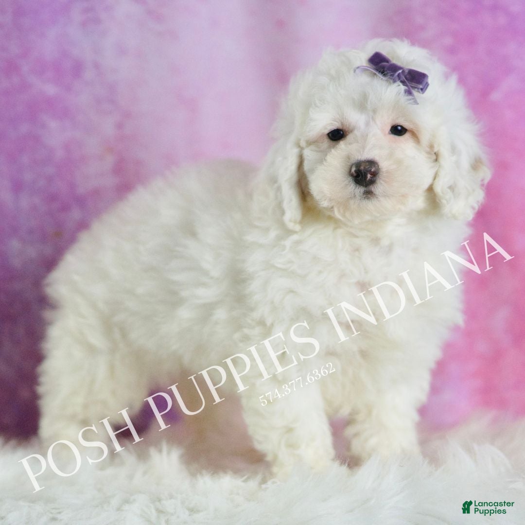 Miniature Poodle dogs for sale: Lollipop - Ad 4