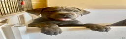 Cane Corso dogs for sale: Cove - Ad 2