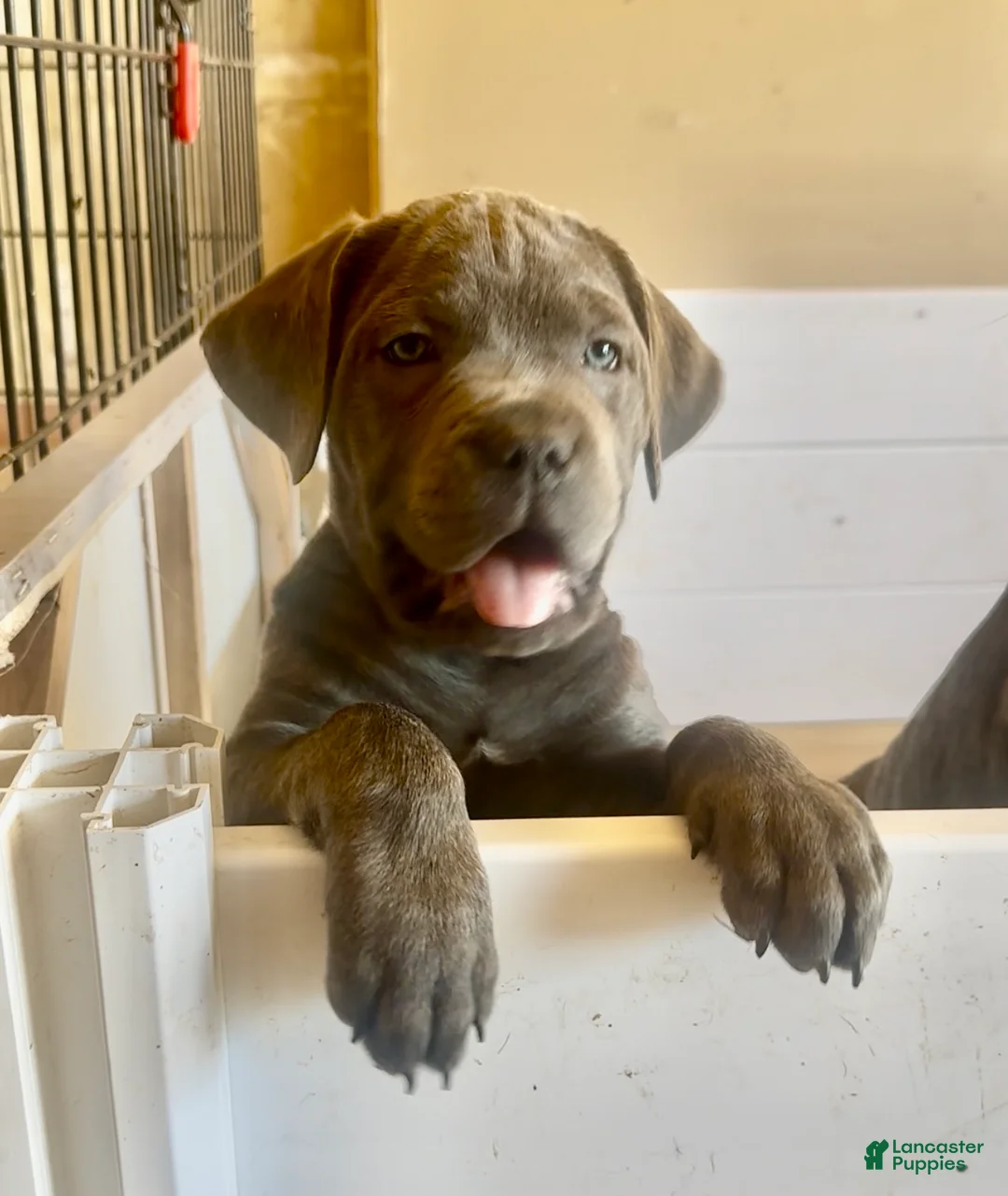 Cane Corso dogs for sale: Cove - Ad 2