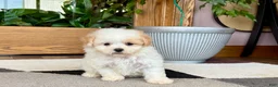 Maltipoo dogs for sale: Gigi - Ad 7