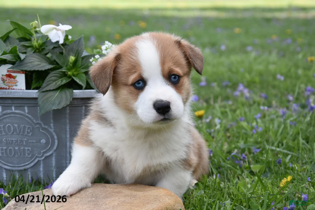Welsh Corgi Pembroke dogs for sale: Magnum - Ad 2