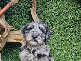 Mini Goldendoodle dogs - Ad 25