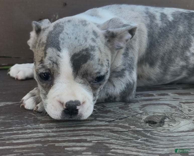 Frenchton dogs Bruce - Ad 2