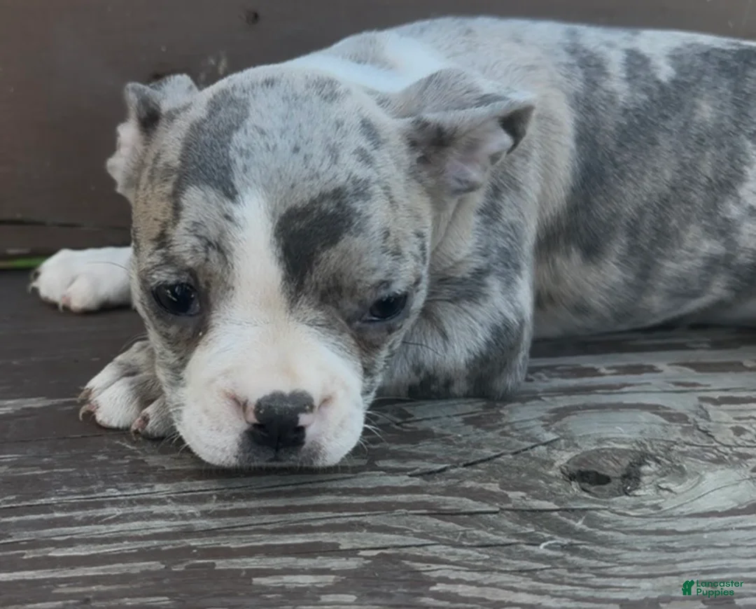 Frenchton dogs for sale: Bruce - Ad 2
