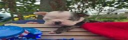 Olde English Bulldogge dogs for sale: Rocky - Ad 12