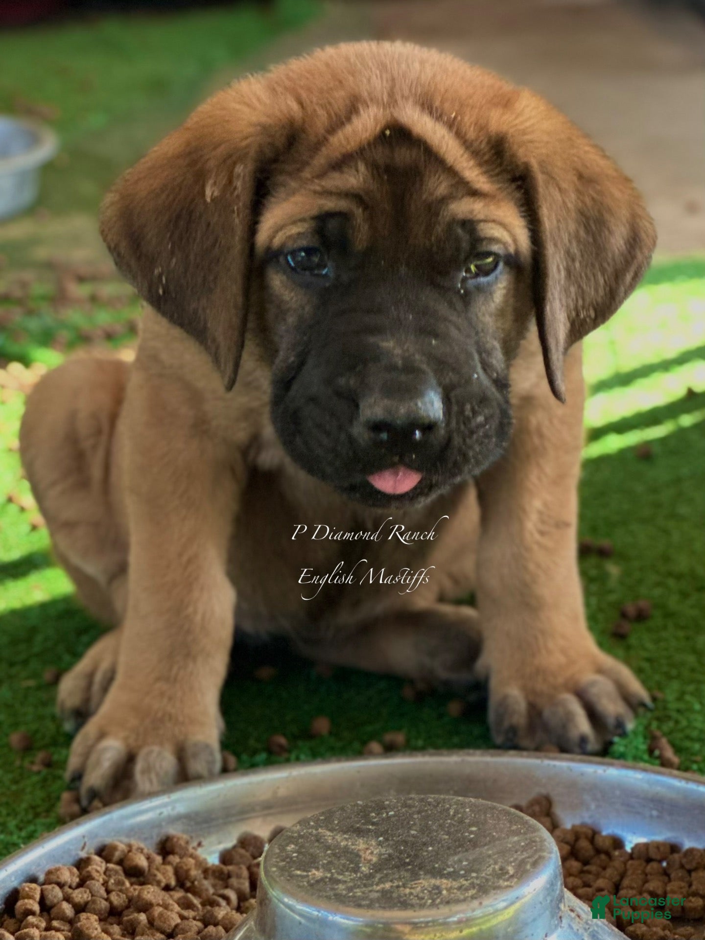 English Mastiff dogs Adrian (Purple) - Ad 2