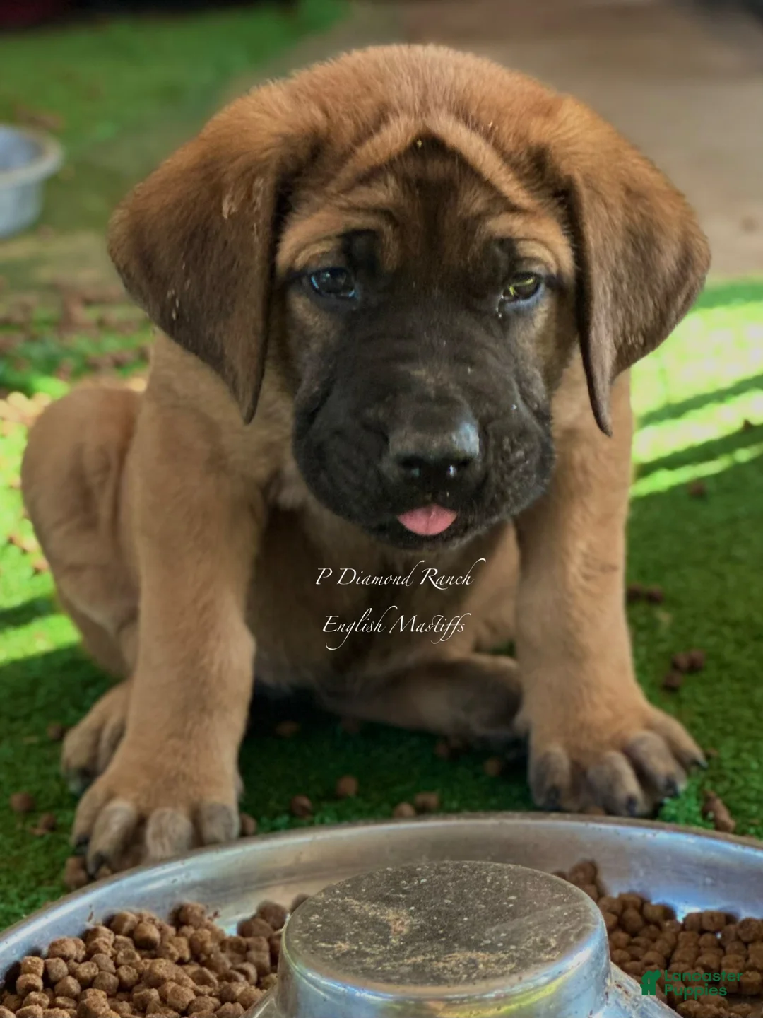 English Mastiff dogs for sale: Adrian (Purple) - Ad 2