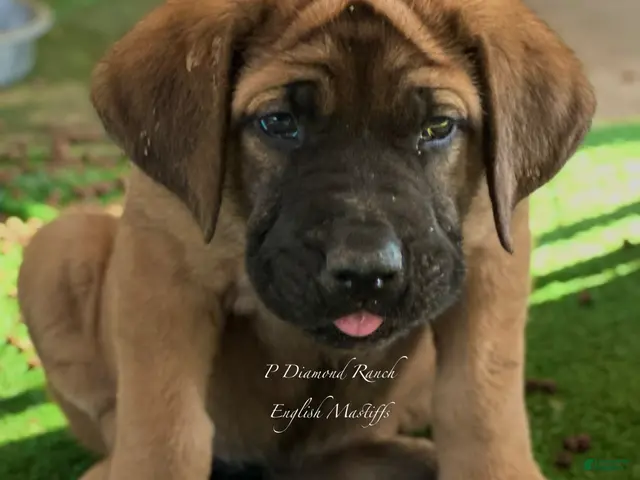 English Mastiff dogs for sale: Adrian (Purple) - Ad 2