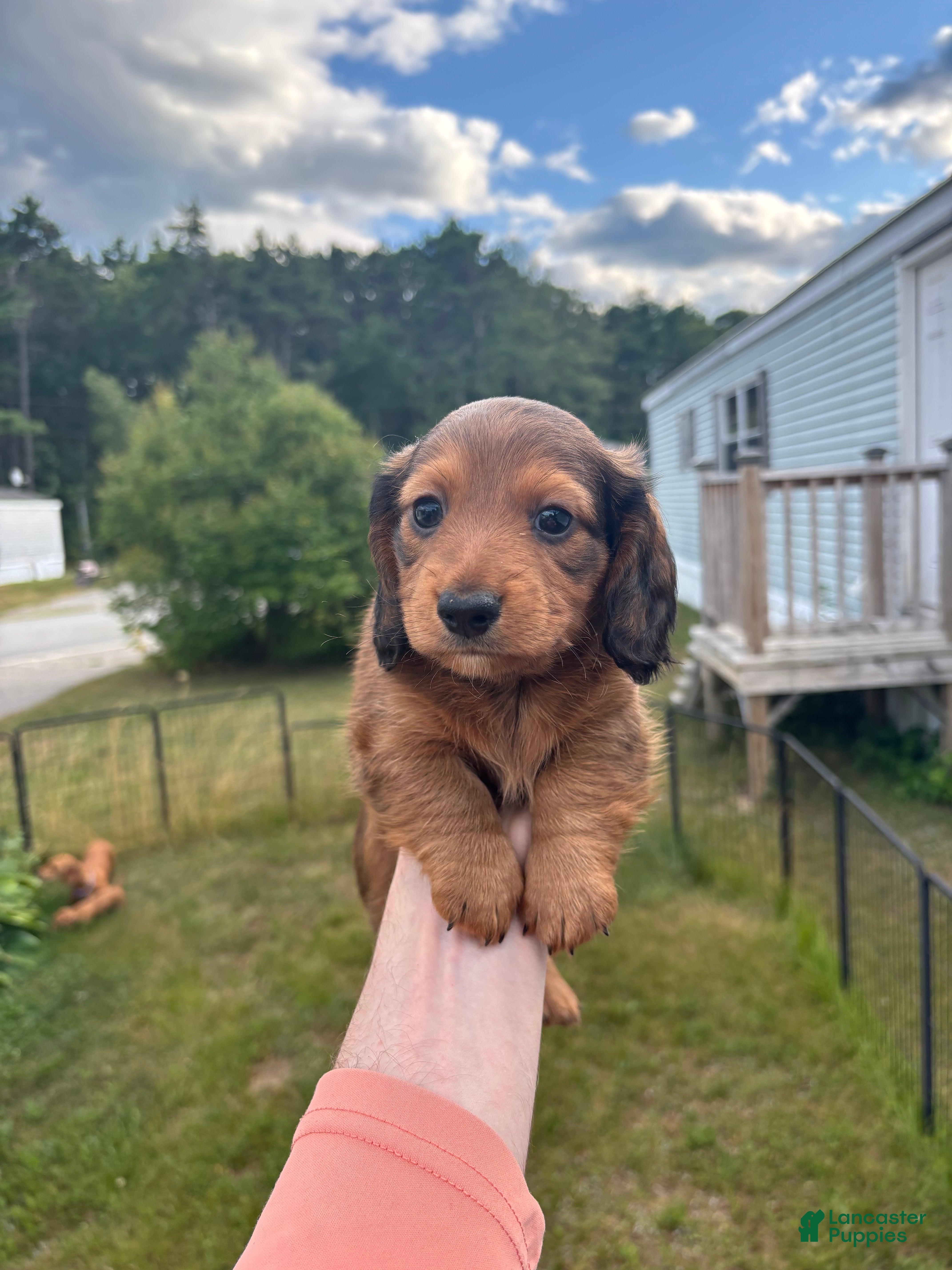 Miniature Dachshund dogs Dahmer - Ad 19