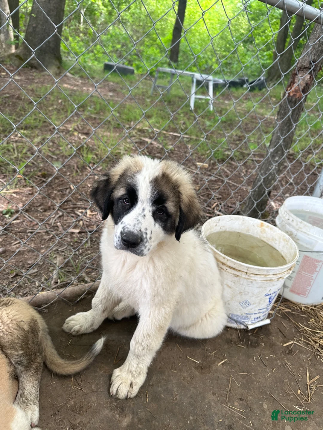 Anatolian Shepherd dogs for sale: Anatolian Shepherd 4 - Ad 1