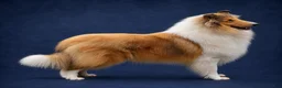 Collie dogs for sale: Collie 1 - Ad 3