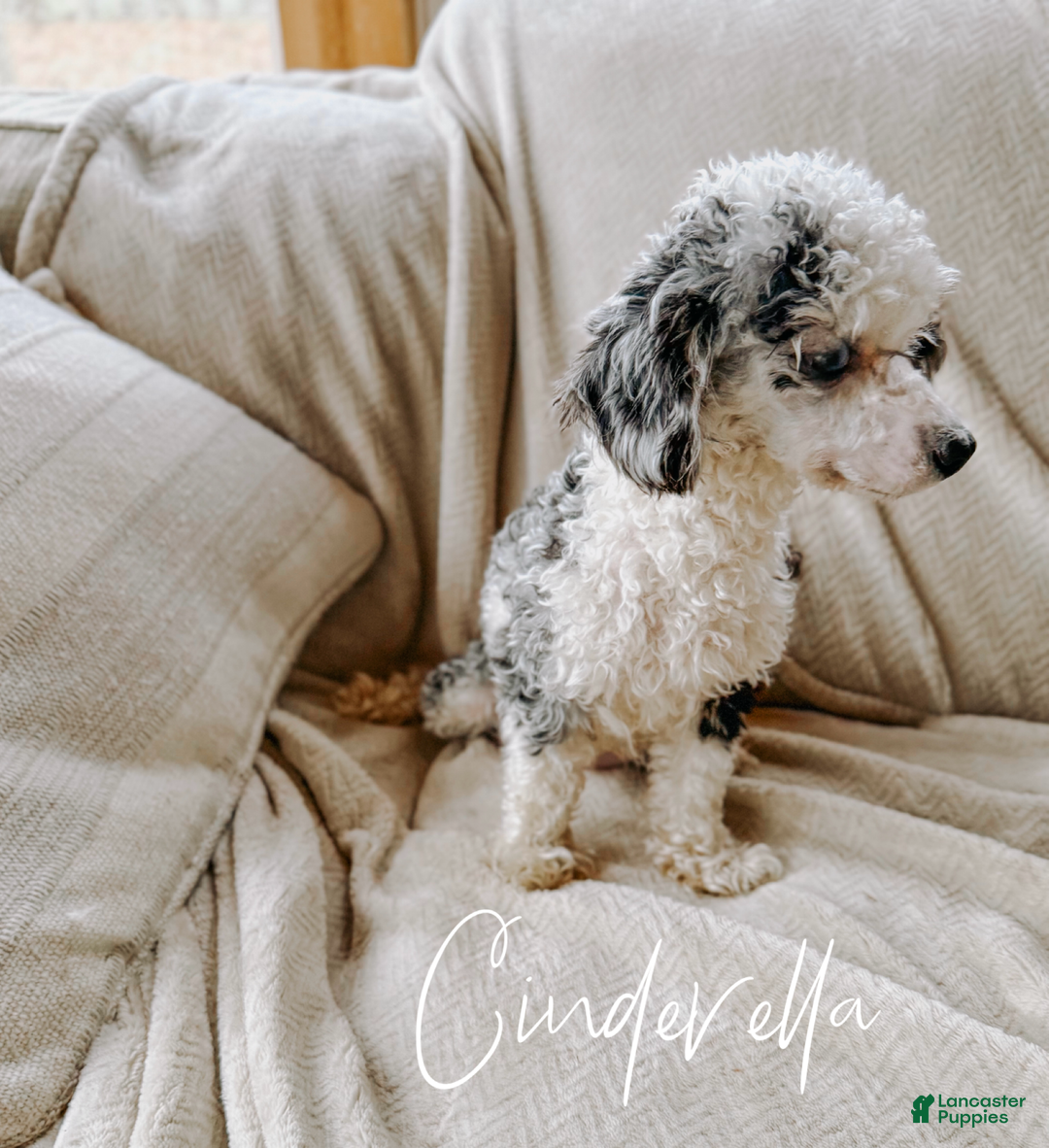 Toy Poodle dogs for sale: Toy Poodle Puppy 3 - Ad 2