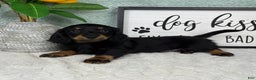 Miniature Dachshund dogs for sale: Danny  - Ad 6
