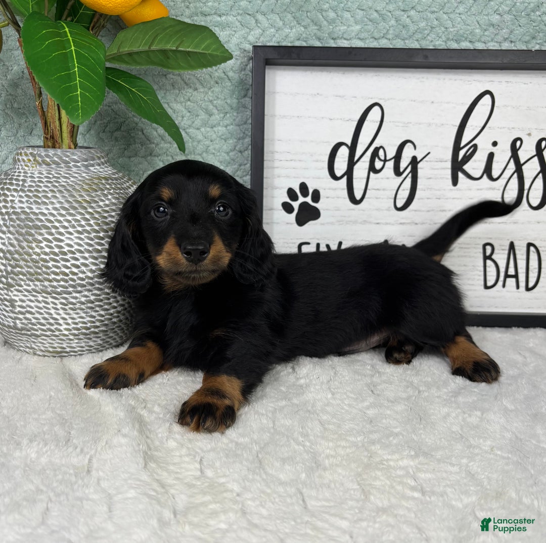 Miniature Dachshund dogs for sale: Danny  - Ad 6