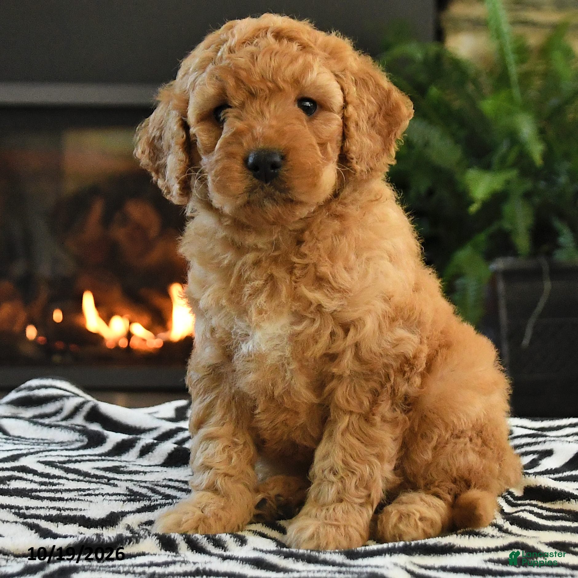 Mini Goldendoodle dogs Leah - Ad 2