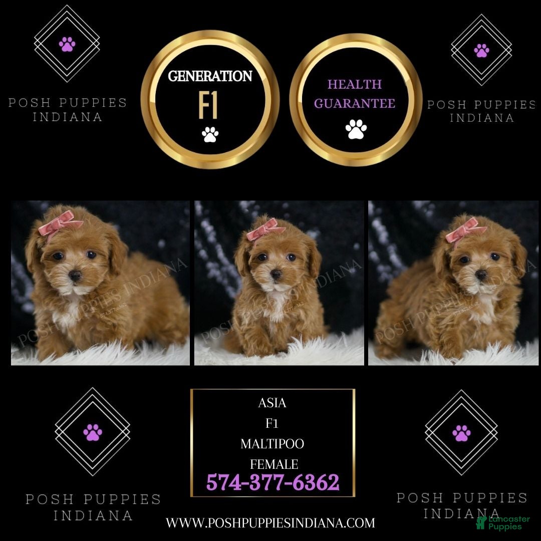 Maltipoo dogs Asia - Ad 2