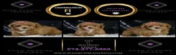 Maltipoo dogs for sale: Asia - Ad 2