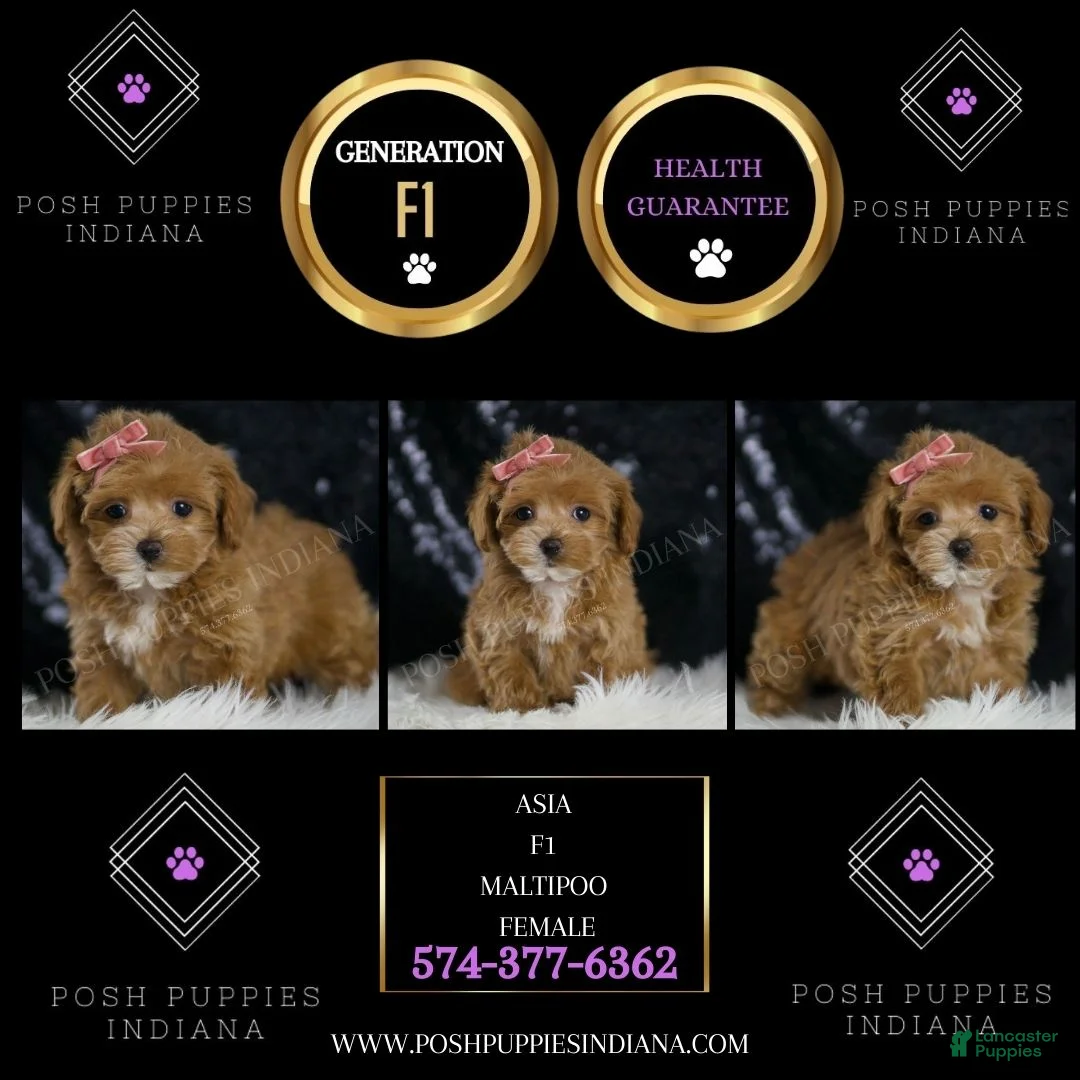 Maltipoo dogs for sale: Asia - Ad 2
