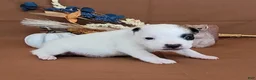 Jack Russell Terrier dogs for sale: Nash purebred JRT  - Ad 5