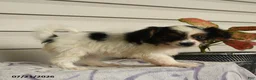 Papillon dogs for sale: Ripple - Ad 5