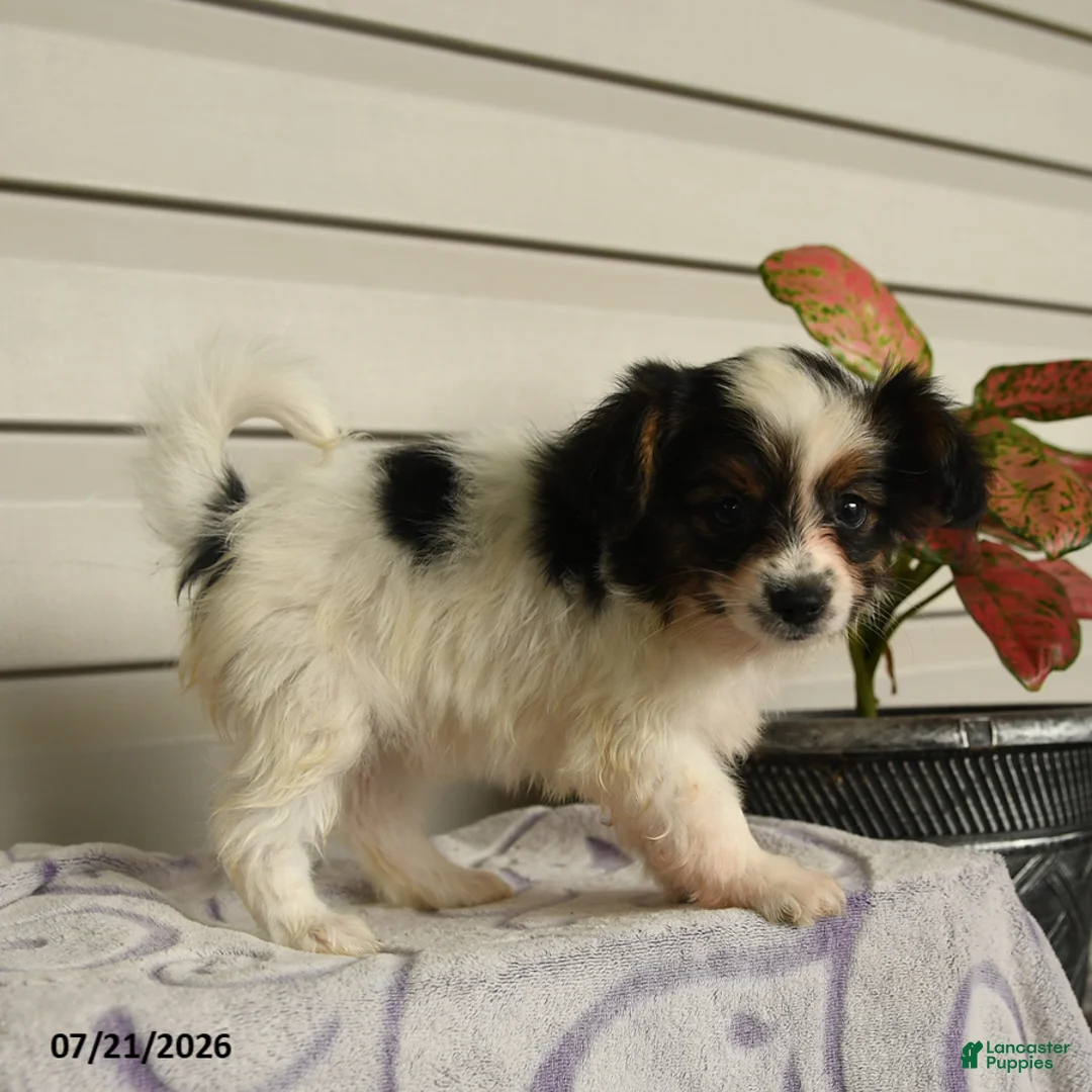 Papillon dogs for sale: Ripple - Ad 5