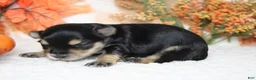 Morkie dogs for sale: Hansel  - Ad 5
